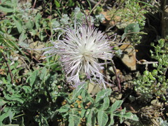 Psephellus declinatus