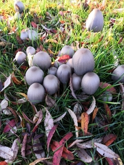 Coprinopsis acuminata