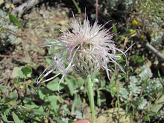 Psephellus declinatus