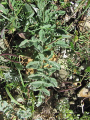 Psephellus declinatus