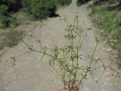 Galium tenuissimum