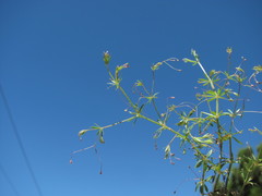 Galium tenuissimum