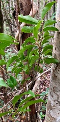 Anacolosa pervilleana