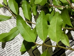 Anacolosa pervilleana