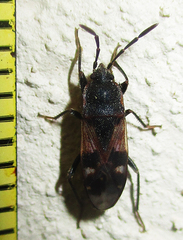 Lanchnophorus singalensis