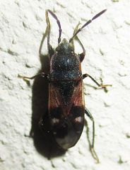 Lanchnophorus singalensis