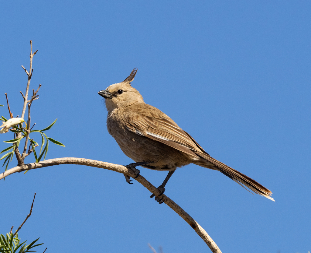 Chirruping Wedgebill photo