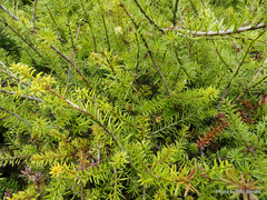 Podocarpus acutifolius