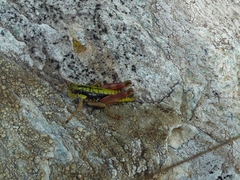 Epipodisma pedemontana