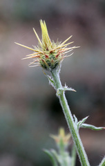 Centaurea reflexa