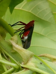 Kalidasa lanata