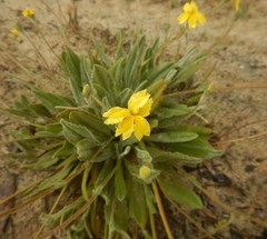 Goodenia robusta