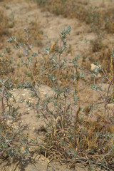 Petrosimonia brachiata