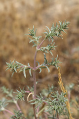 Petrosimonia brachiata