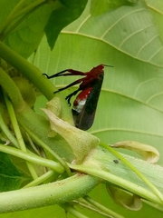 Kalidasa lanata