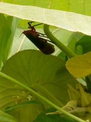 Kalidasa lanata