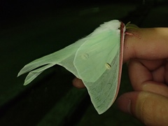 Actias gnoma