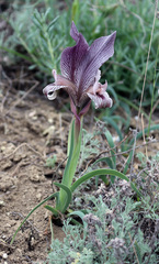 Iris acutiloba
