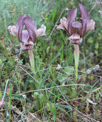 Iris acutiloba