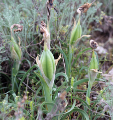 Iris acutiloba