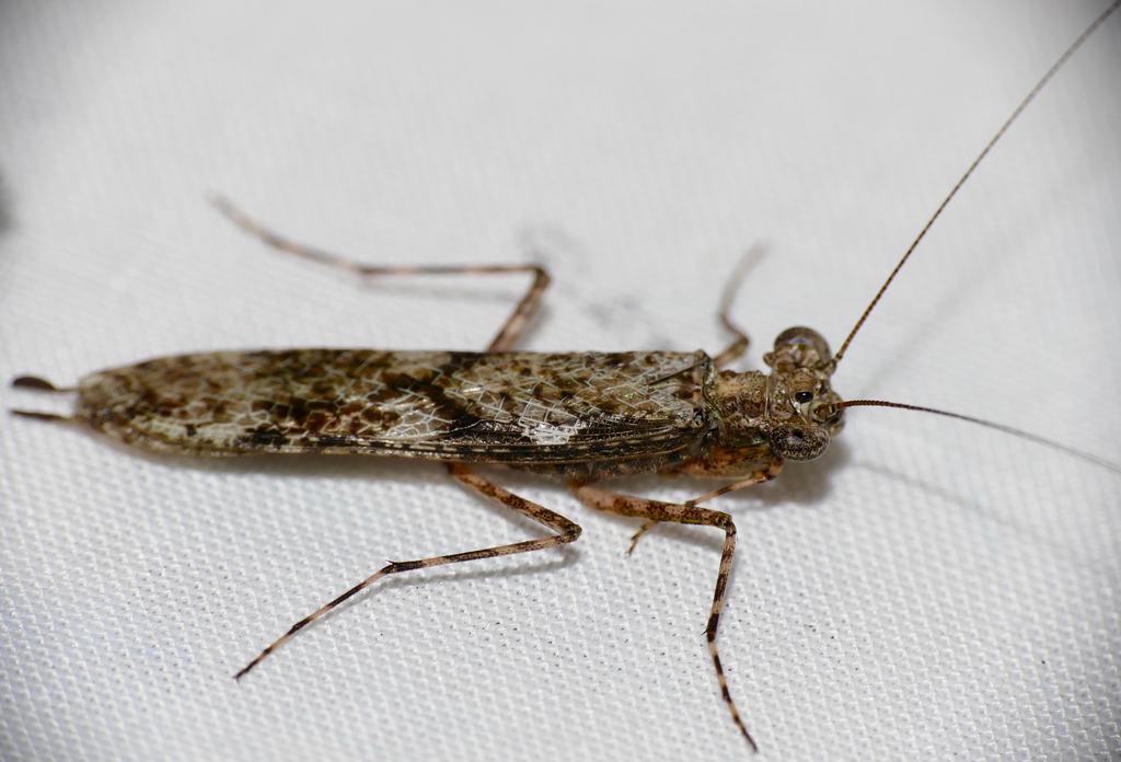 Amorphoscelis tuberculata