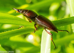 Prosopocoilus