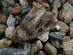 Protodeltote wiscotti