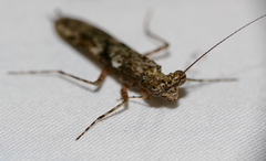 Amorphoscelis tuberculata