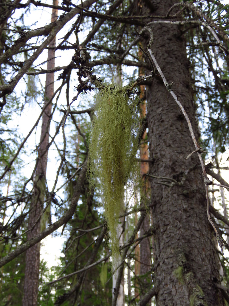 string-of-sausage lichen