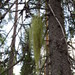 Usnea articulata - Photo (c) Annika Lindqvist, algunos derechos reservados (CC BY), subido por Annika Lindqvist
