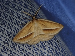 Chariaspilates formosaria