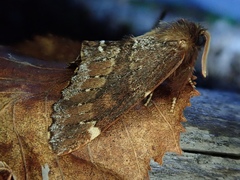 Odontosia marumoi