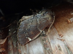 Odontosia marumoi