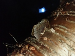 Odontosia marumoi