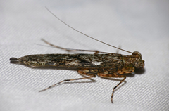 Amorphoscelis tuberculata