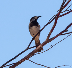 Purnella albifrons