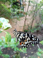 Papilio demoleus