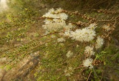 Melaleuca acuminata