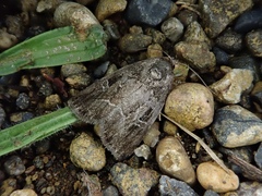 Protodeltote wiscotti