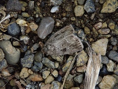 Protodeltote wiscotti