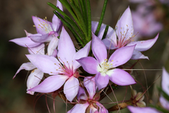 Calytrix glutinosa