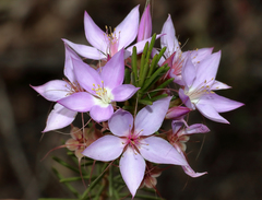 Calytrix glutinosa