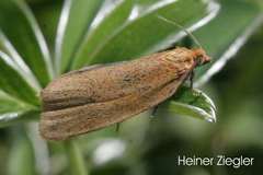 Aphelia viburnana
