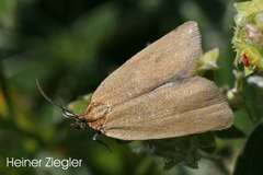 Aphelia viburnana