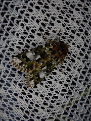 Xenotrachea niphonica