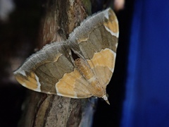 Eulithis pyropata