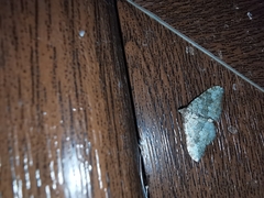 Coenotephria ablutaria