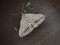 Zanclognatha obliqua