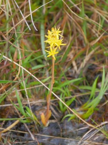 bog asphodel