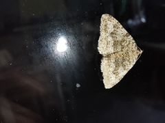 Coenotephria ablutaria